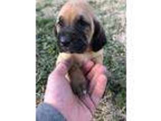 Bloodhound Puppy for sale in Louisburg, NC, USA