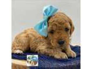 Goldendoodle Puppy for sale in Rockport, TX, USA