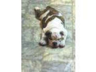 Bulldog Puppy for sale in DOUGLAS, GA, USA