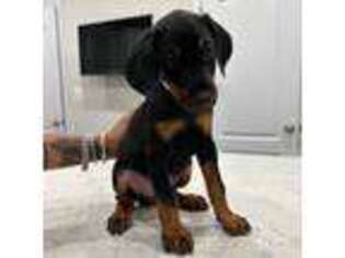 Doberman Pinscher Puppy for sale in Bowie, MD, USA