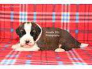 Saint Bernard Puppy for sale in Ligonier, IN, USA