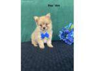 Pomeranian Puppy for sale in Centreville, MI, USA