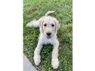 Goldendoodle Puppy for sale in Lindon, UT, USA
