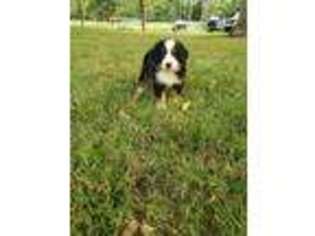 Bernese Mountain Dog Puppy for sale in Piedmont, MO, USA