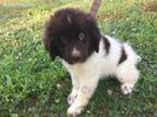 Newfoundland Puppy for sale in Spotsylvania, VA, USA