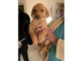 Labrador Retriever Puppy for sale in Upper Marlboro, MD, USA