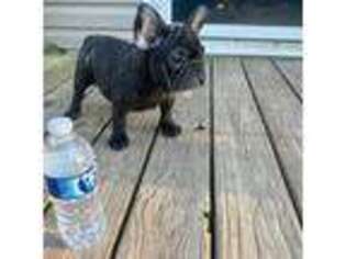French Bulldog Puppy for sale in Hephzibah, GA, USA