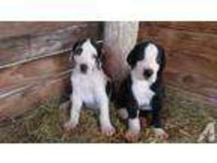 Great Dane Puppy for sale in SILVER SPRINGS, NV, USA