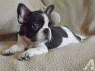 French Bulldog Puppy for sale in SMITHFIELD, NC, USA