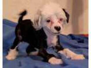Chinese Crested Puppy for sale in Las Vegas, NV, USA