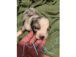 Australian Shepherd Puppy for sale in Bruceville, IN, USA