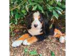 Bernese Mountain Dog Puppy for sale in Boring, OR, USA