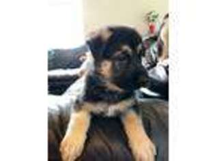 German Shepherd Dog Puppy for sale in Warwick, RI, USA