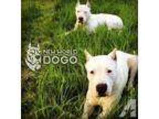 Dogo Argentino Puppy for sale in WHITE SALMON, WA, USA