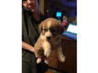 Pembroke Welsh Corgi Puppy for sale in Pleasant Shade, TN, USA