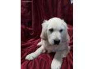 Mutt Puppy for sale in Barron, WI, USA