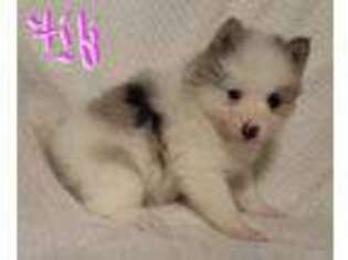 Mutt Puppy for sale in Spring Hill, KS, USA
