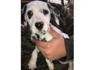 Dalmatian Puppy for sale in Marble Hill, MO, USA