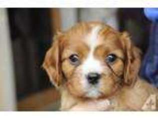 Cavalier King Charles Spaniel Puppy for sale in DURHAM, CA, USA