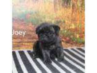 Pug Puppy for sale in Decatur, IL, USA