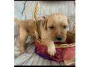 Labrador Retriever Puppy for sale in Valley City, OH, USA
