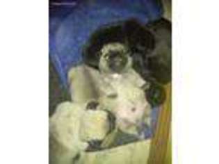 Pug Puppy for sale in Springfield, MA, USA