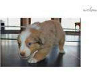 Australian Shepherd Puppy for sale in Pittsburgh, PA, USA