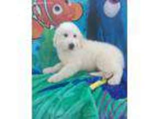 Great Pyrenees Puppy for sale in Phelan, CA, USA
