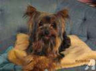 Yorkshire Terrier Puppy for sale in CARROLLTOWN, PA, USA