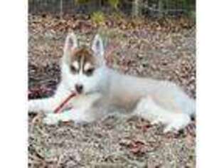 Siberian Husky Puppy for sale in Doswell, VA, USA