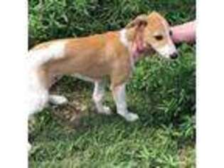 Whippet Puppy for sale in Kinsley, KS, USA