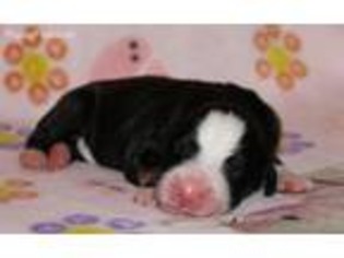 Bernese Mountain Dog Puppy for sale in Ladson, SC, USA