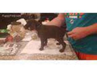 German Shorthaired Pointer Puppy for sale in Inman, SC, USA