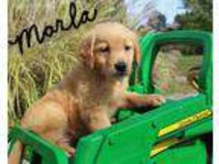 Golden Retriever Puppy for sale in Central City, KY, USA