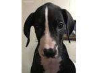 Great Dane Puppy for sale in Hedgesville, WV, USA