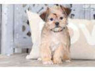 Shorkie Tzu Puppy for sale in Columbus, OH, USA