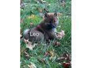 Shiba Inu Puppy for sale in Winchester, OH, USA