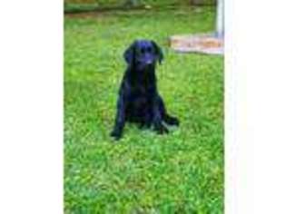 Labradoodle Puppy for sale in Sealy, TX, USA