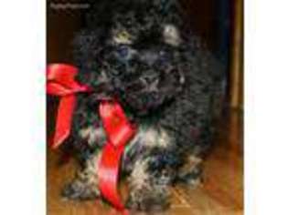 Shih-Poo Puppy for sale in Devils Lake, ND, USA