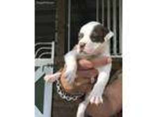 Alapaha Blue Blood Bulldog Puppy for sale in West Palm Beach, FL, USA