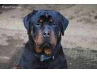 Rottweiler Puppy for sale in Tidewater, OR, USA