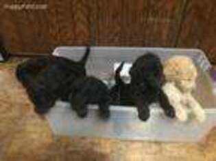 Labradoodle Puppy for sale in Salem, IL, USA