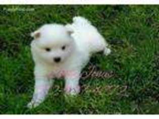 American Eskimo Dog Puppy for sale in Ligonier, IN, USA