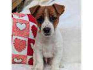 Jack Russell Terrier Puppy for sale in Topsfield, MA, USA