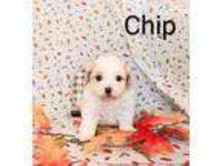 Cavapoo Puppy for sale in Blackfoot, ID, USA