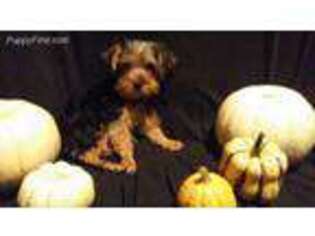 Yorkshire Terrier Puppy for sale in Reidsville, NC, USA