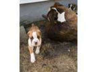 Boxer Puppy for sale in Norfolk, VA, USA