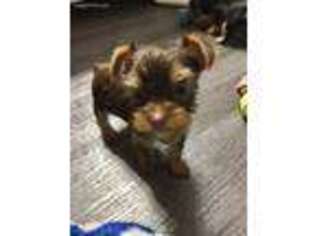 Yorkshire Terrier Puppy for sale in Bellbrook, OH, USA