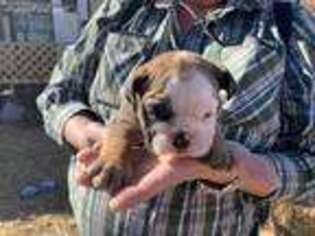 Bulldog Puppy for sale in Shawnee, OK, USA