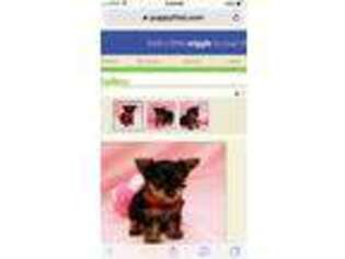 Yorkshire Terrier Puppy for sale in Heber Springs, AR, USA
